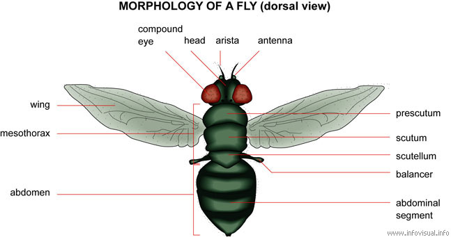 Morphology of a fly