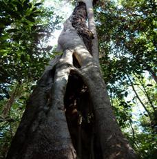 Paduri ecuatoriale