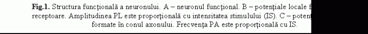 Text Box: Fig.1. Structura functionala a neuronului. A - neuronul functional. B - potentiale locale formate in zona receptoare. Amplitudinea PL este proportionala cu intensitatea stimulului (IS). C - potentiale de actiune formate in conul axonului. Frecventa PA este proportionala cu IS.