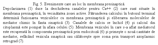 Text Box: Fig. 5. Evenimente care au loc in membrana presinaptica.
Depolarizarea (1) duce la deschiderea canalelor pentru Ca++ (2) care sunt situate in membrana presinaptica, in vecinatatea zonei active. Patrunderea calciului in butonul terminal determina fuzionarea veziculelor cu membrana presinaptica si eliberarea moleculelor de mediator chimic in fanta sinaptica (3). Canalele de calciu se inchid (4) si calciul din citoplasma este pompat in afara celulei (5). Membrana veziculei in care s-a aflat mediatorul este recuperata in componenta presinaptica prin endocitoza (6) si primeste o noua cantitate de mediator, refacand vezicula sinaptica sau calatoreste spre soma prin transport axoplasmic retrograd (7).
