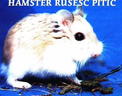 hamster1.jpg (41447 bytes)