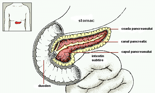 Pierderea in greutate cu pancreatita si cum sa o castigi