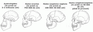 lubrifierea articulațiilor