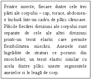 Text Box: Printre insecte, fiecare dintre cele trei parti ale corpului - cap, torace, abdomen- e inchisa intr-un cadru de placi carnoase. Placile fiecarei diviziuni ale corpului sunt separate de cele ale altei diviziuni          printr-un tesut elastic care permite flexibilitatea miscarii. Anexele sunt ingradite de straturi ce pornesc din exoschelet; un tesut elastic similar cu acela dintre placi uneste segmentele anexelor si le leaga de corp.