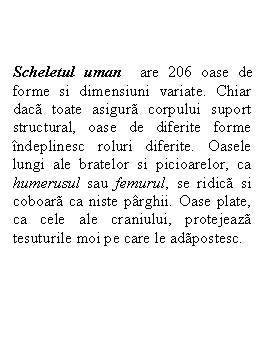 Text Box: Scheletul uman  are 206 oase de forme si dimensiuni variate. Chiar daca toate asigura corpului suport structural, oase de diferite forme indeplinesc roluri diferite. Oasele lungi ale bratelor si picioarelor, ca humerusul sau femurul, se ridica si coboara ca niste parghii. Oase plate, ca cele ale craniului, protejeaza tesuturile moi pe care le adapostesc.

