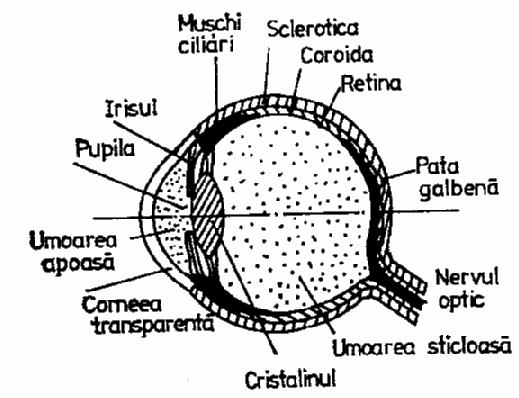 Instrument optic - Wikipedia