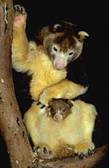 Tree Kangaroo