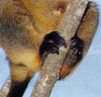 feet of a Lumholtz Tree Kangaroo