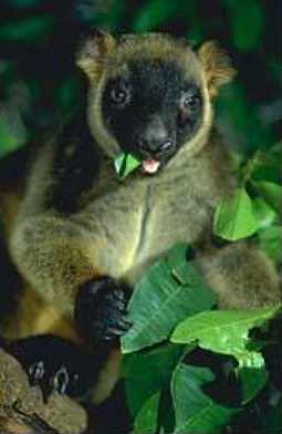 Tree Kangaroo