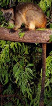 Long tailed tree Kangaroo