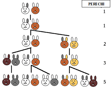 Fluffy bunnies family tree